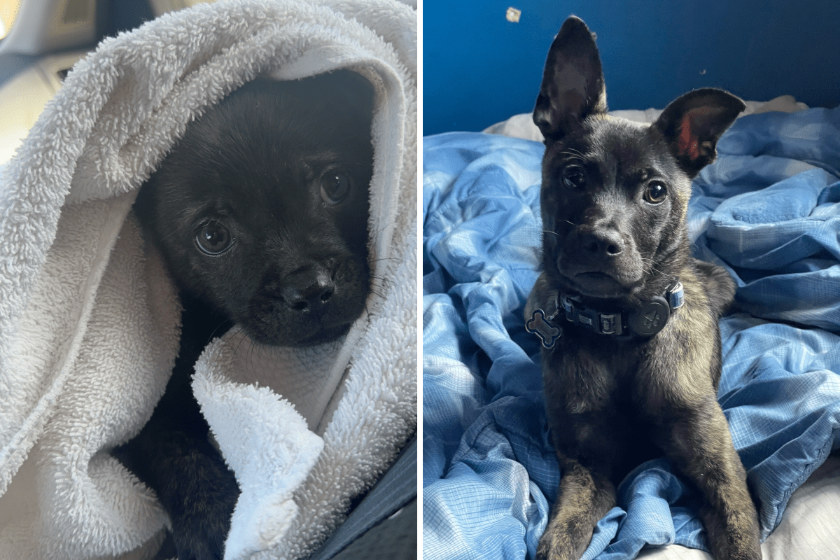 Man Confused by 'Chihuahua Mix' Puppy's Behavior, Then DNA Test Reveals Why