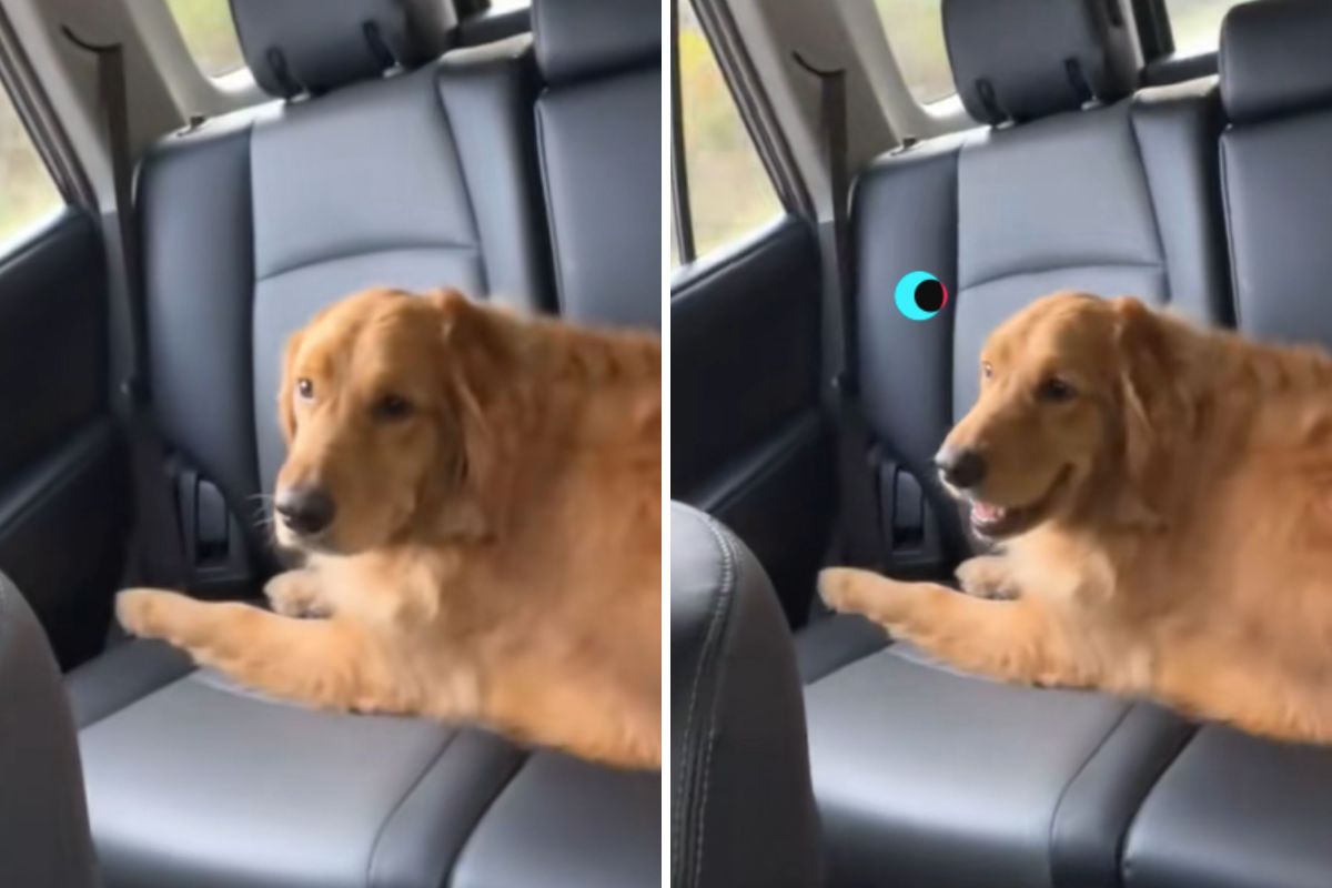 Woman Asks Mom for Post Dog-Groomer Update, Hysterics at Video She Receives