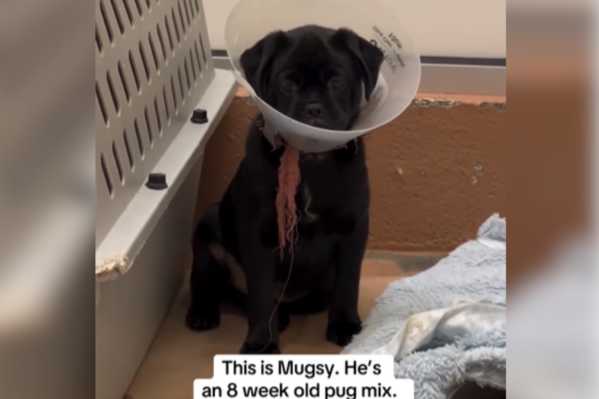 Heartbreak As Puppy Watches Mom and Siblings Get Adopted at Shelter