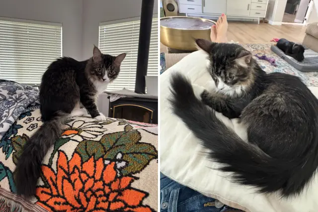 Rescue cat with long tail