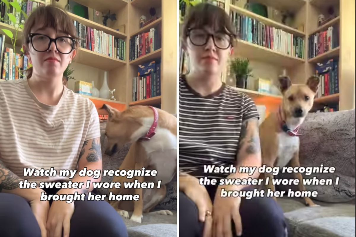 Hearts Melt at Reason Why Rescue Dog Reacts to Only One of Owner’s Sweaters