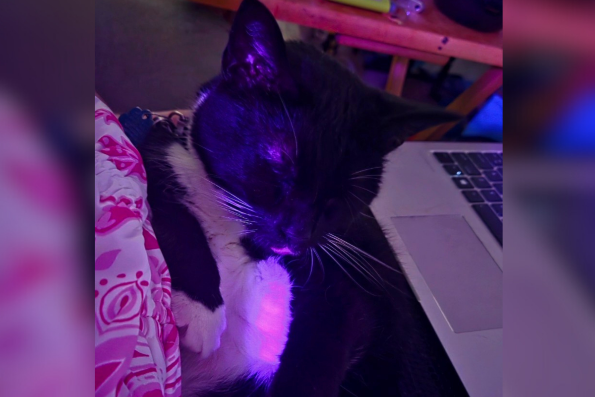 Owner Believed Cat Dead After Going Missing, 317 Days Later He Gets a Call