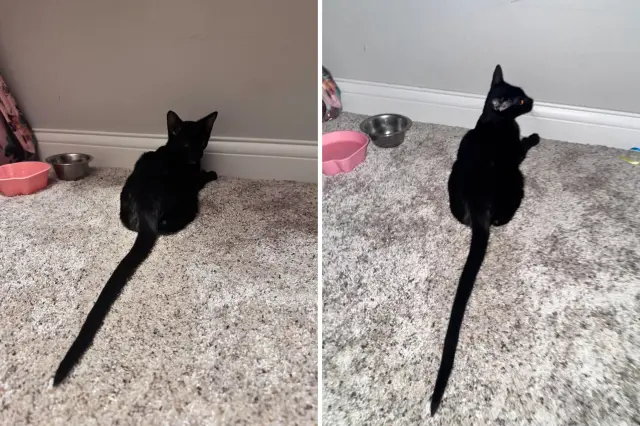 kitten long tail