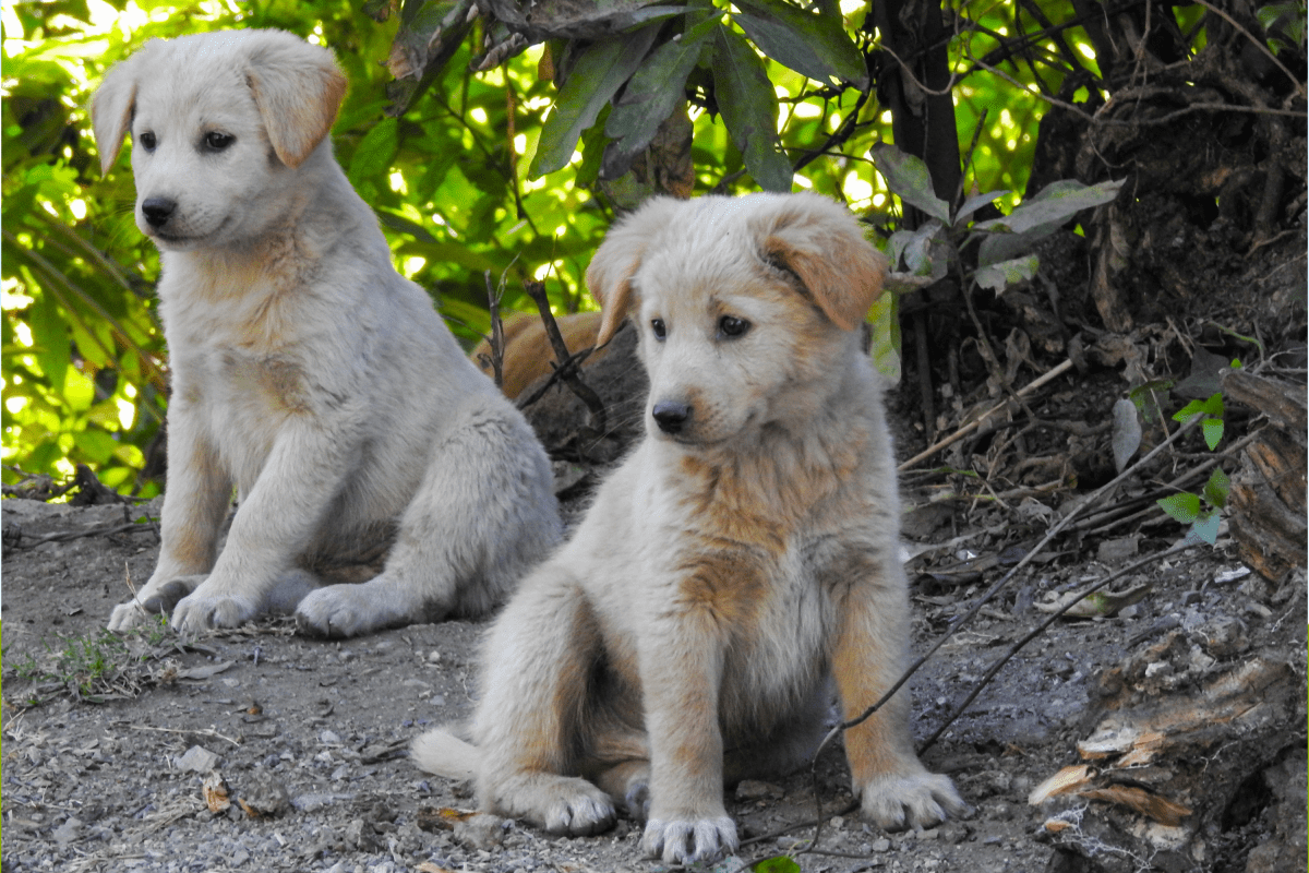 Owner Dumps Dogs in Woods—Heartbreaking Story Takes Unexpected Turn Owner Dumps Dogs in Woods—Heartbreaking Story Takes Unexpected Turn
