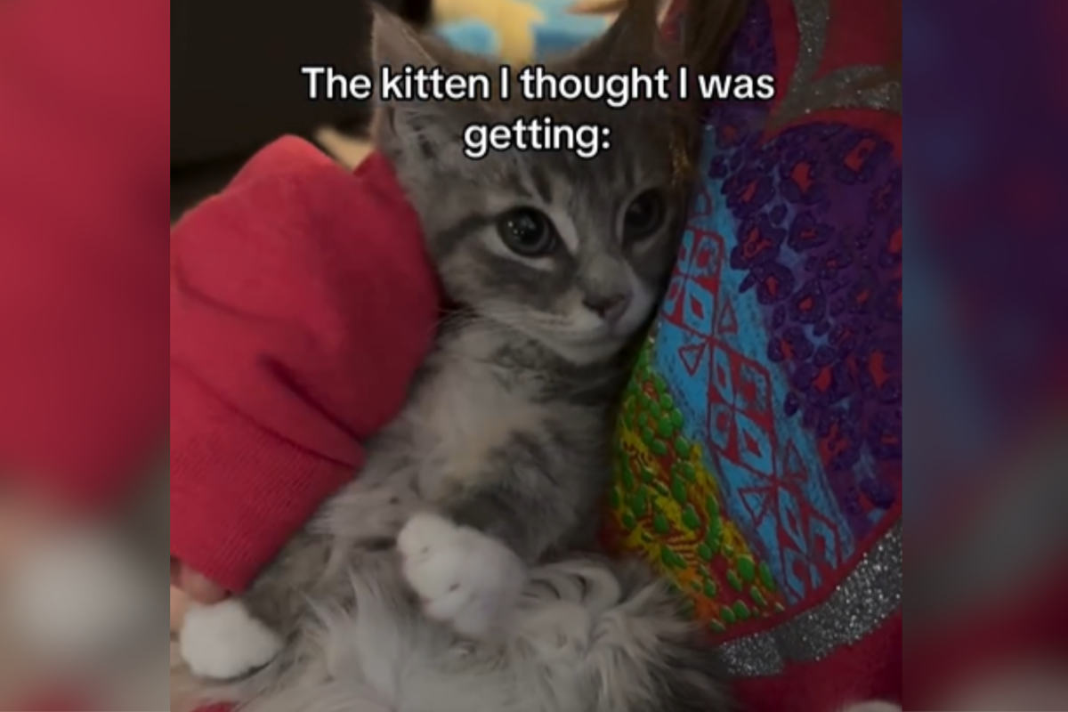 Owner Thought They Were Adopting Cuddly Kitten—Turns Out 'He Was Just Sick'