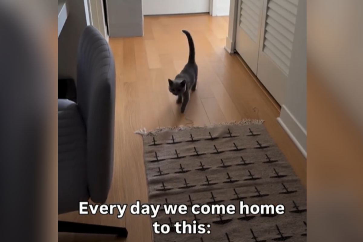 Tears at What Cat Owner Comes Home to & 039;Every Day& 039; Tears at What Cat Owner Comes Home to & 039;Every Day& 039;