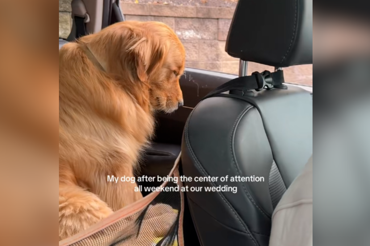 Golden Retriever Exhausted After Owners’ Wedding—His Reaction Melts Hearts