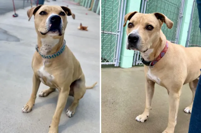 Shelter dog of 5 years