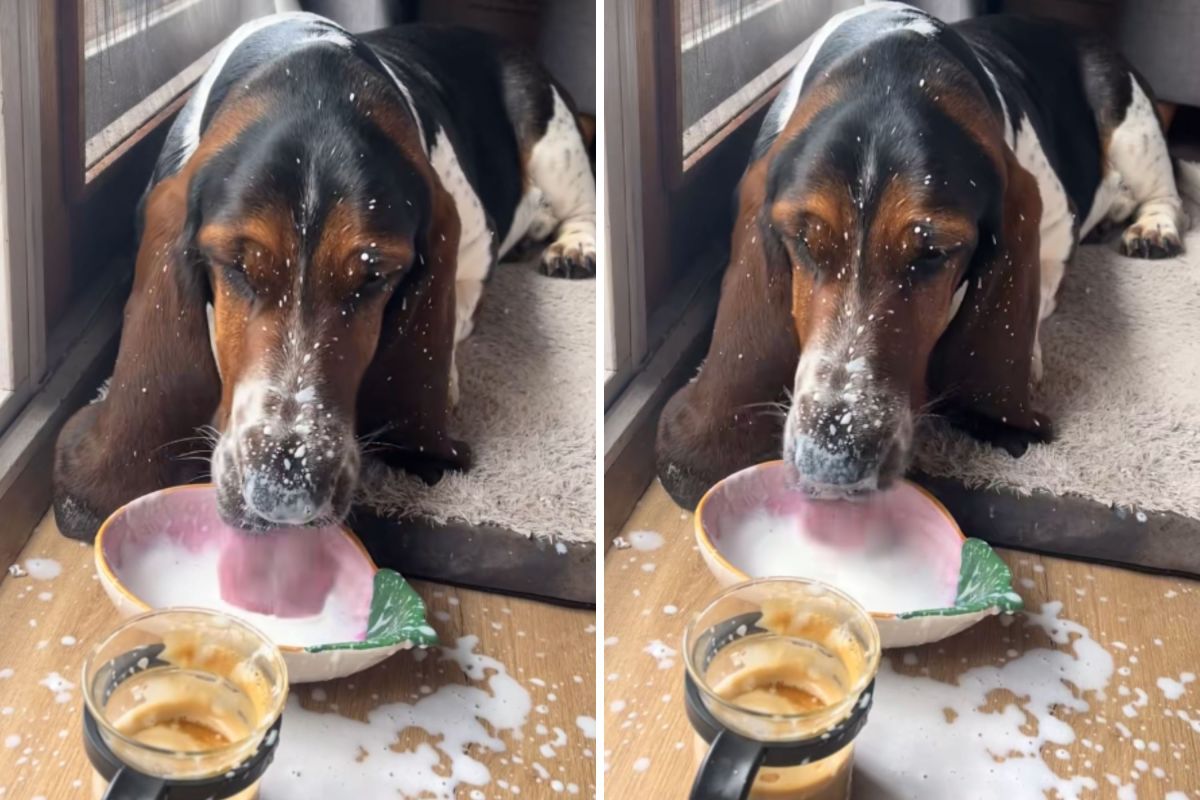 Hysterics Over Basset Hound’s Sloppy Way of Drinking From His Bowl