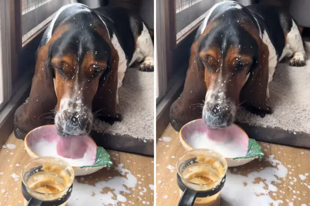 Basset hound drinking milk