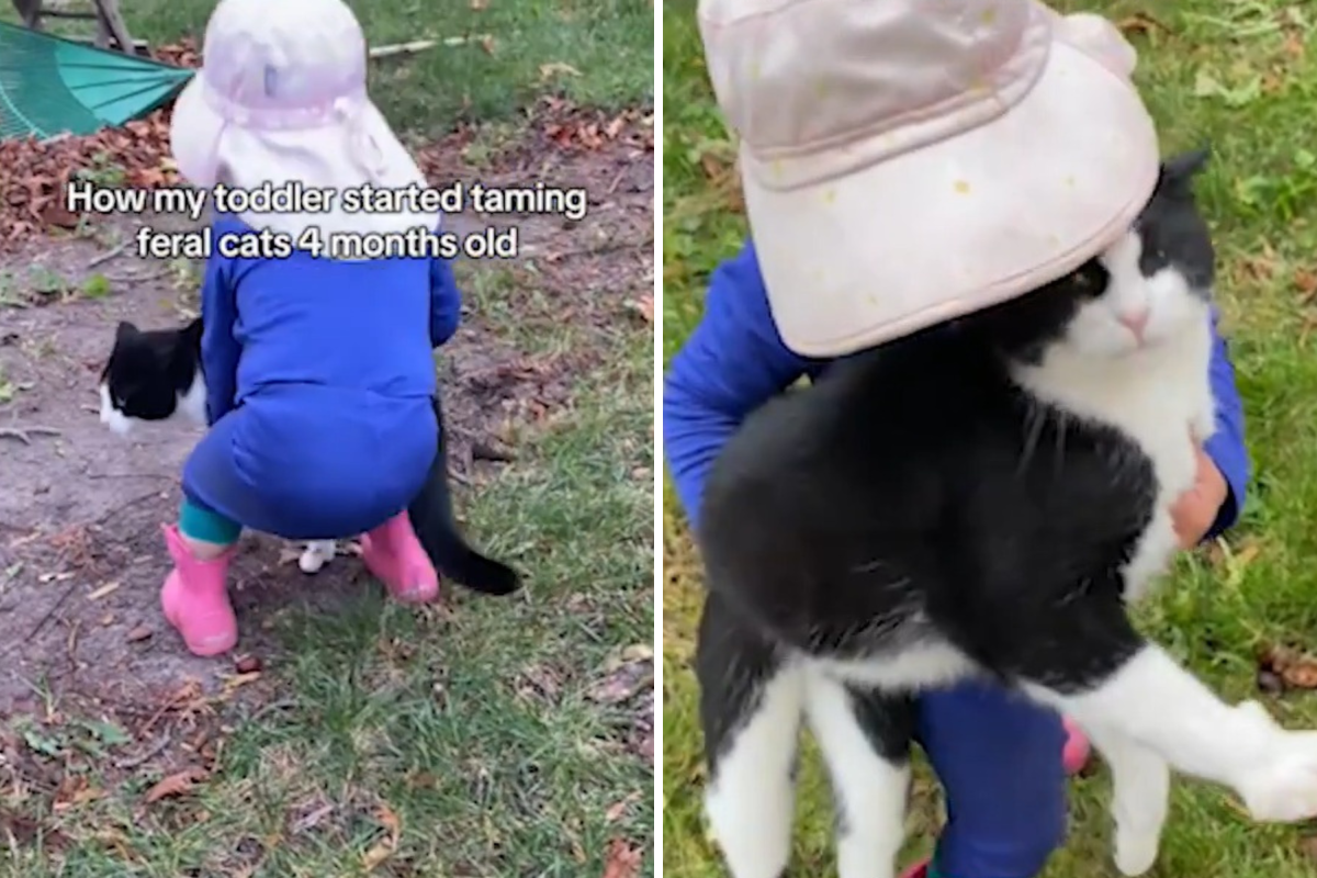Toddler Tames Feral Cats, Mom Reveals ‘Harrowing’ Backstory
