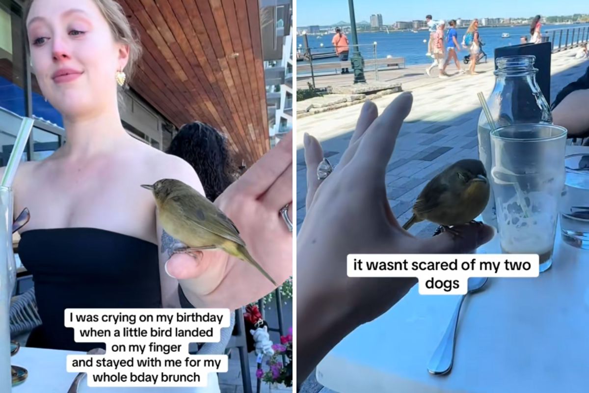 Woman Starts Crying on Birthday, Then Wild Bird Comforts Her: ‘So Special’