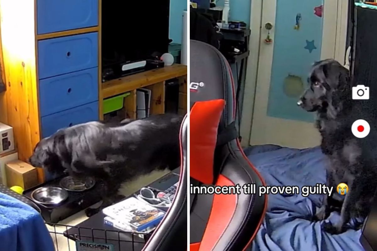 Dog Owner Suspicious After Window Blinds Fall&mdash;Then Checks Security Camera