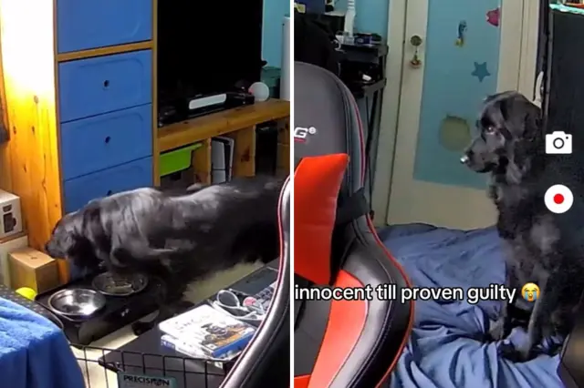 Dog reaction to blinds falling