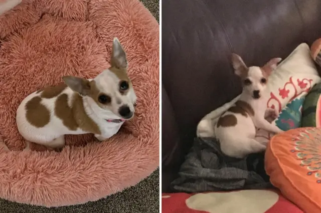 Jack Russell and Chihuahua mix