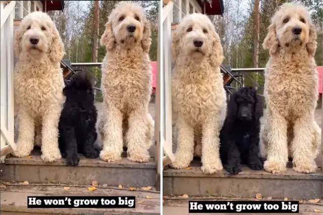 Goldendoodle transformation from puppyhood