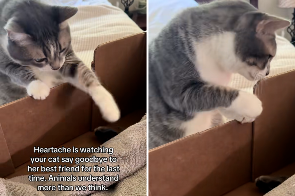 Cat’s Heartbreaking Goodbye to Her Best Friend Leaves Internet in Tears