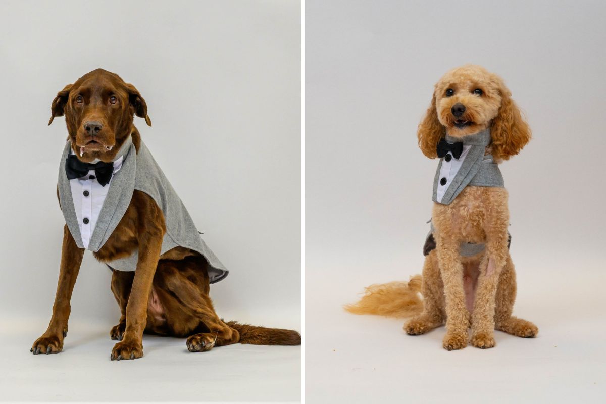 Couple Getting Married Leave Dogs at PetSmart—Can’t Believe Photos They Get