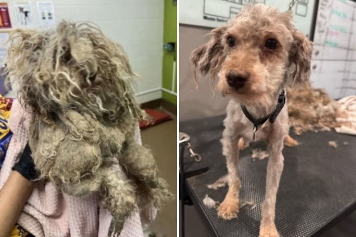 Dog's Matted Fur Froze His Tail in Place—Then Rescuers Notice Something