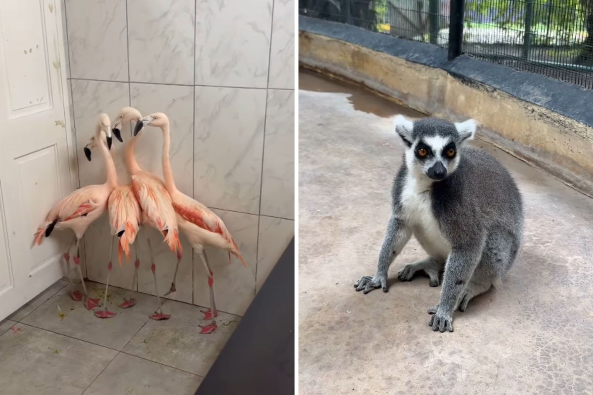 Flamingos, Lions, Lemurs: How Jamaica Zoo Gets Ready for Hurricane Melissa