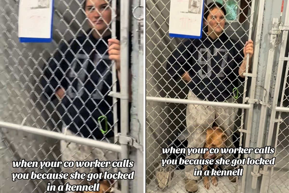 Inside the Hilarious Lock-In at a Doggie Daycare: What Really Happened