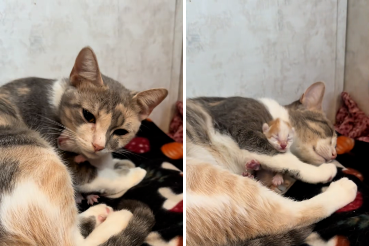 Cat Gives Birth to One Single Kitten, Internet Can&rsquo;t Cope: &lsquo;Sweetest Mommy&rsquo;