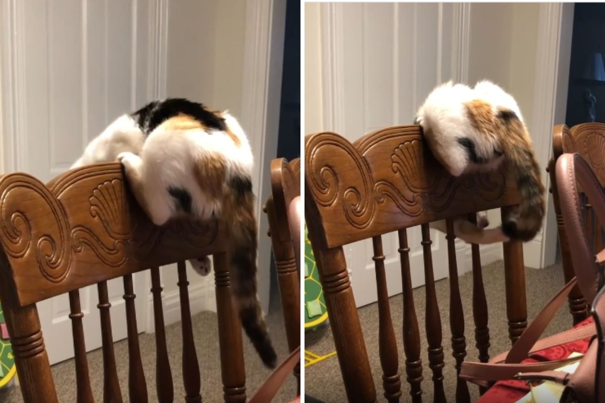 Cat’s Hilarious Attempt to Catch Tail Through Chair Wins Pet of the Week