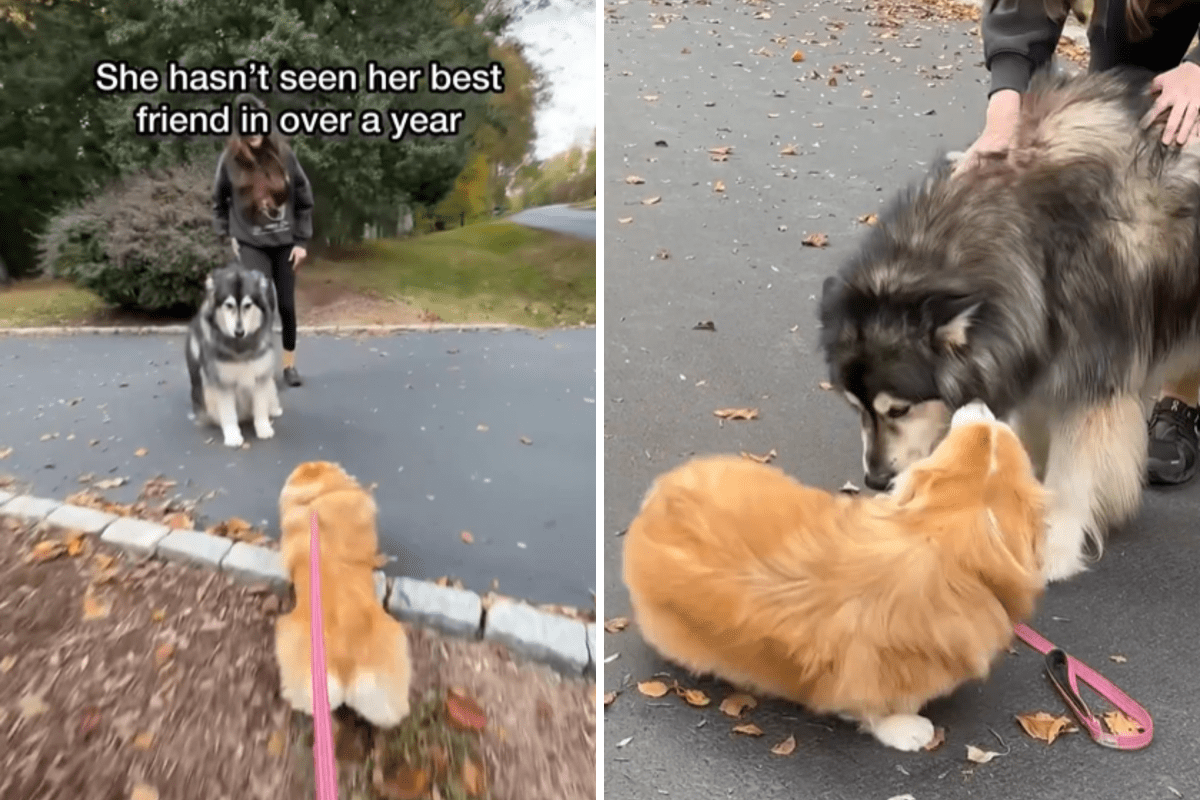 Dog Sees Best Friend After More Than a Year Apart—Her Reaction Melts Hearts