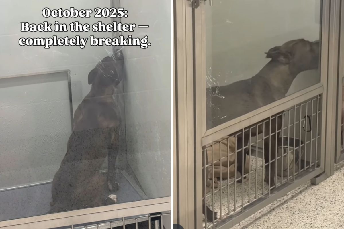 Puppy Adopted, Returned to Shelter Twice—Then One Day, Everything Changed