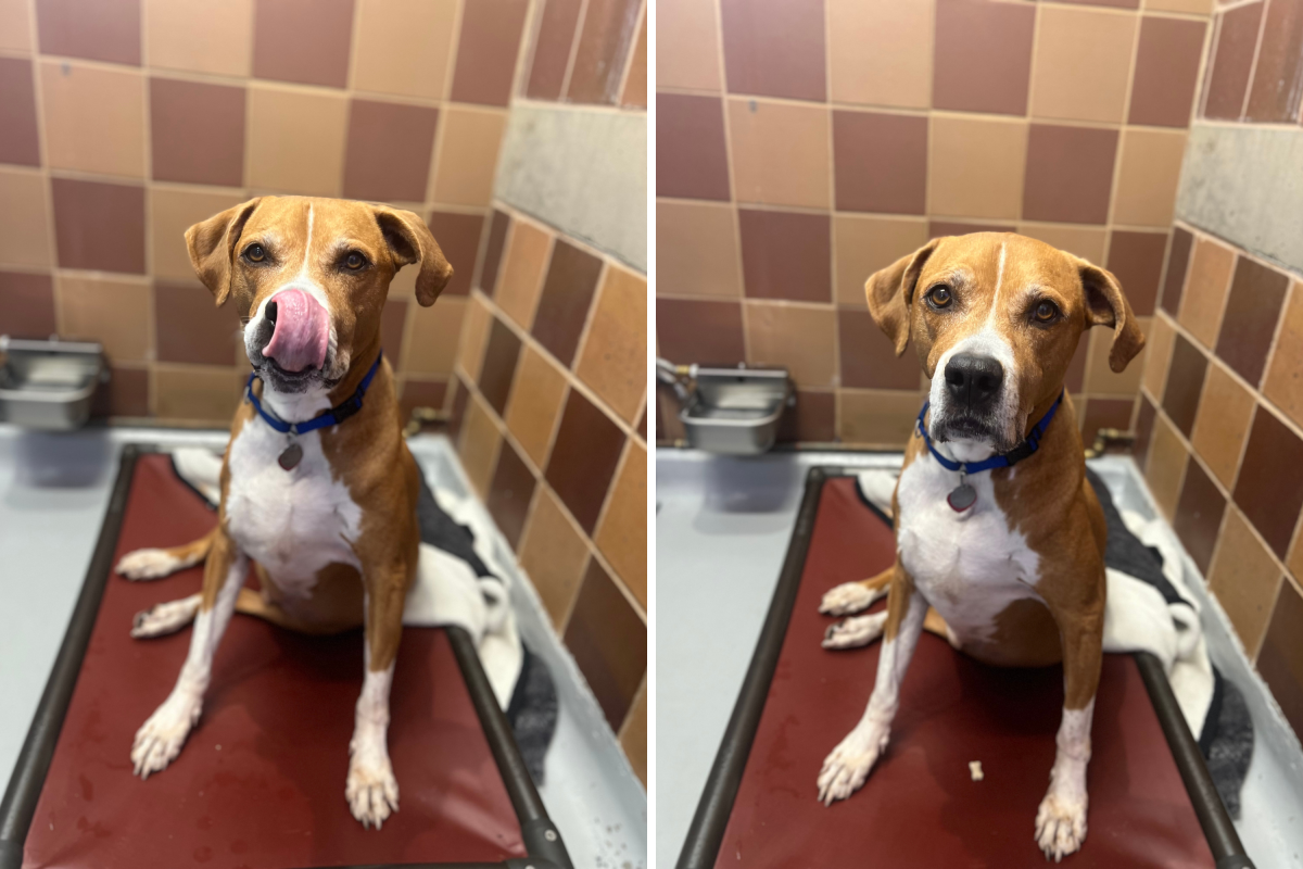 Hearts Break for Senior Dog in Shelter 478 Days—but Hasn't 'Lost His Joy'