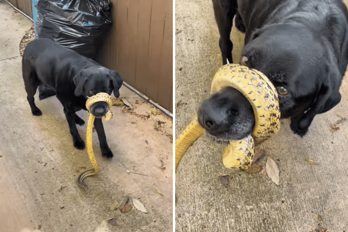 Snake Catcher in Horror As He Recalls Wildest Ever Job at Dog Owner’s Home