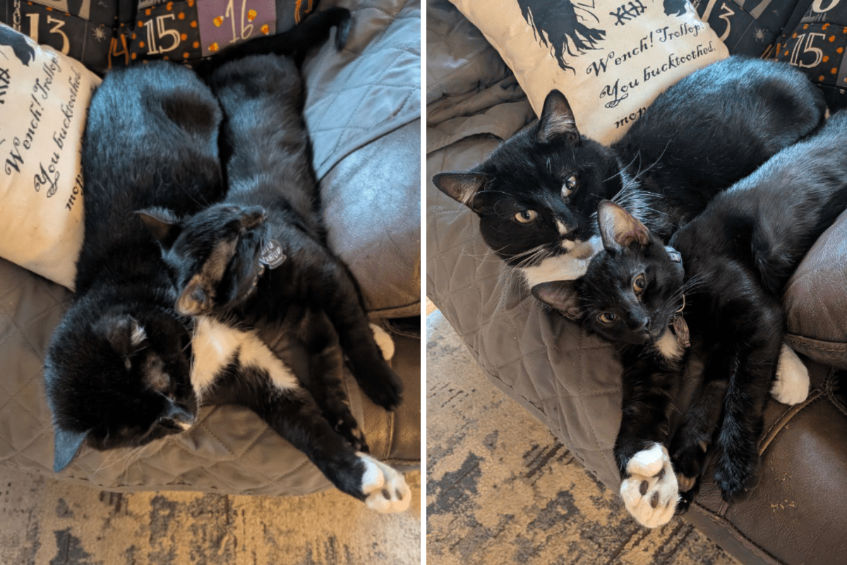 ‘Antisocial’ Senior Cat Gets a Kitten—What Happens Next Melts Hearts