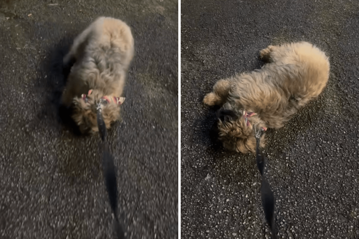 A Late-Night Dog Walk Turns into a Hilarious Standoff