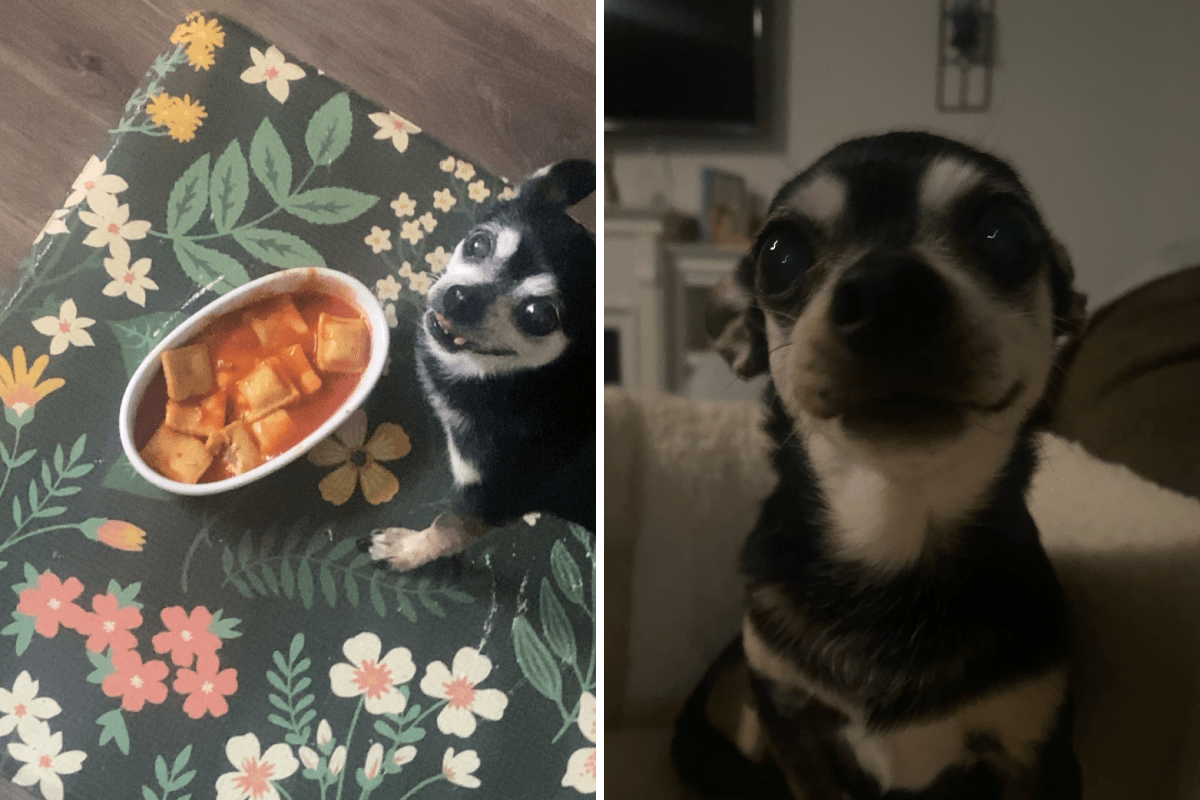 Tears at Face of Tiny Senior Dog Adopted After Owner Gives Up: ‘Best Thing'