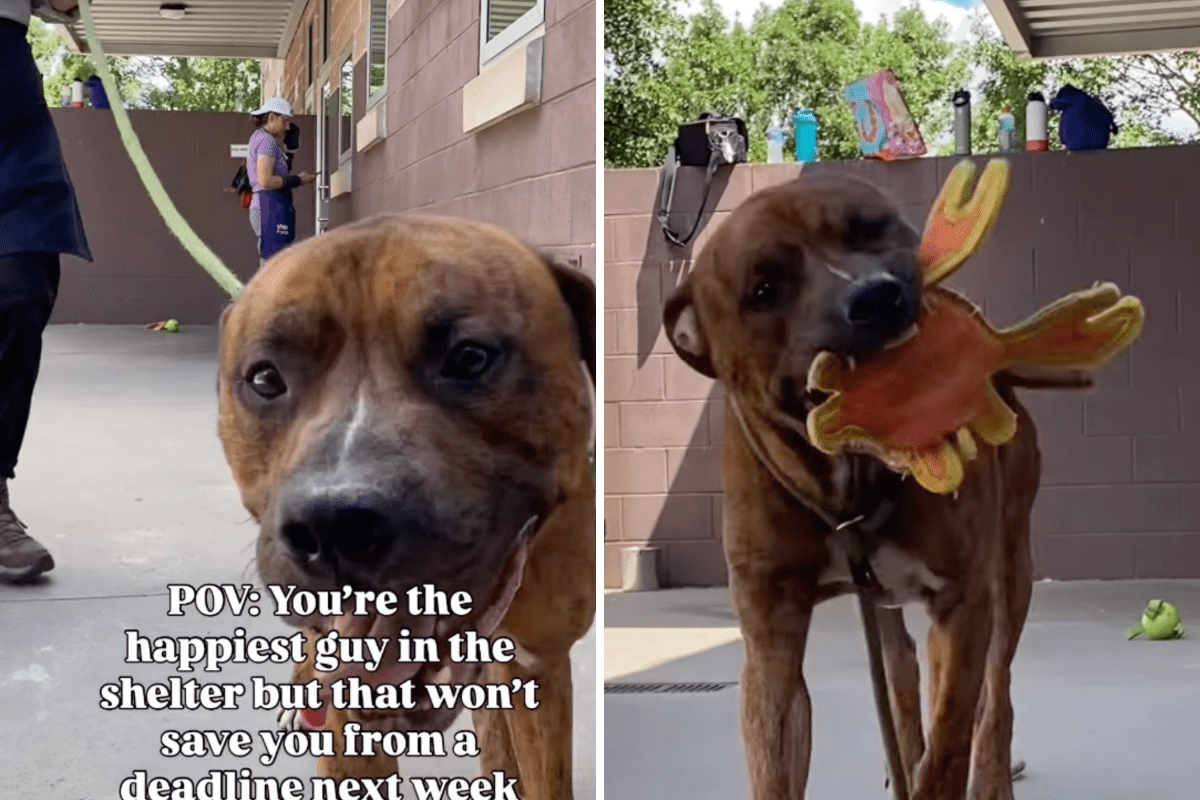 Hearts Break at Reason Happiest Dog at Shelter Desperately Needs Saving