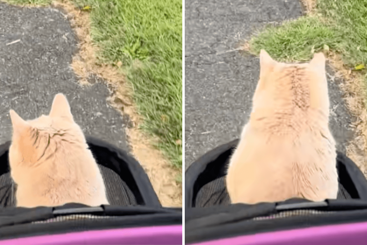 Los dueños sacan al gato con necesidades especiales en el cochecito, pero él tiene otros planes Los dueños sacan al gato con necesidades especiales en el cochecito, pero él tiene otros planes