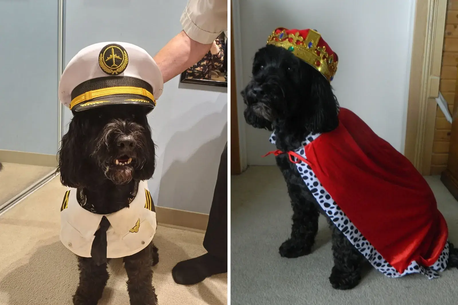 Dog wearing costumes