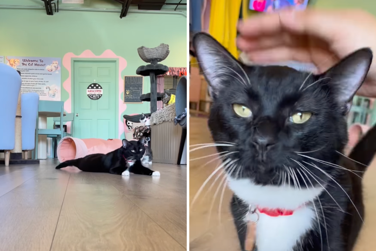 Tears as shelter cat with limp after "horrible" past hopes for new home