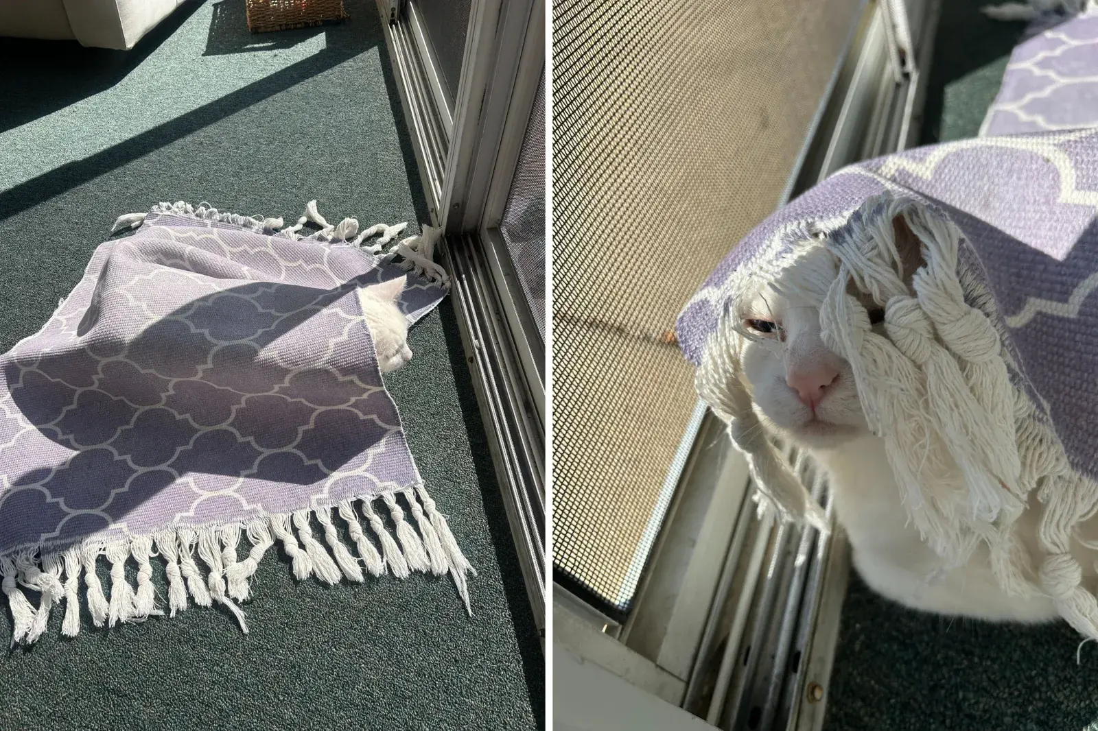White cat sitting under rug