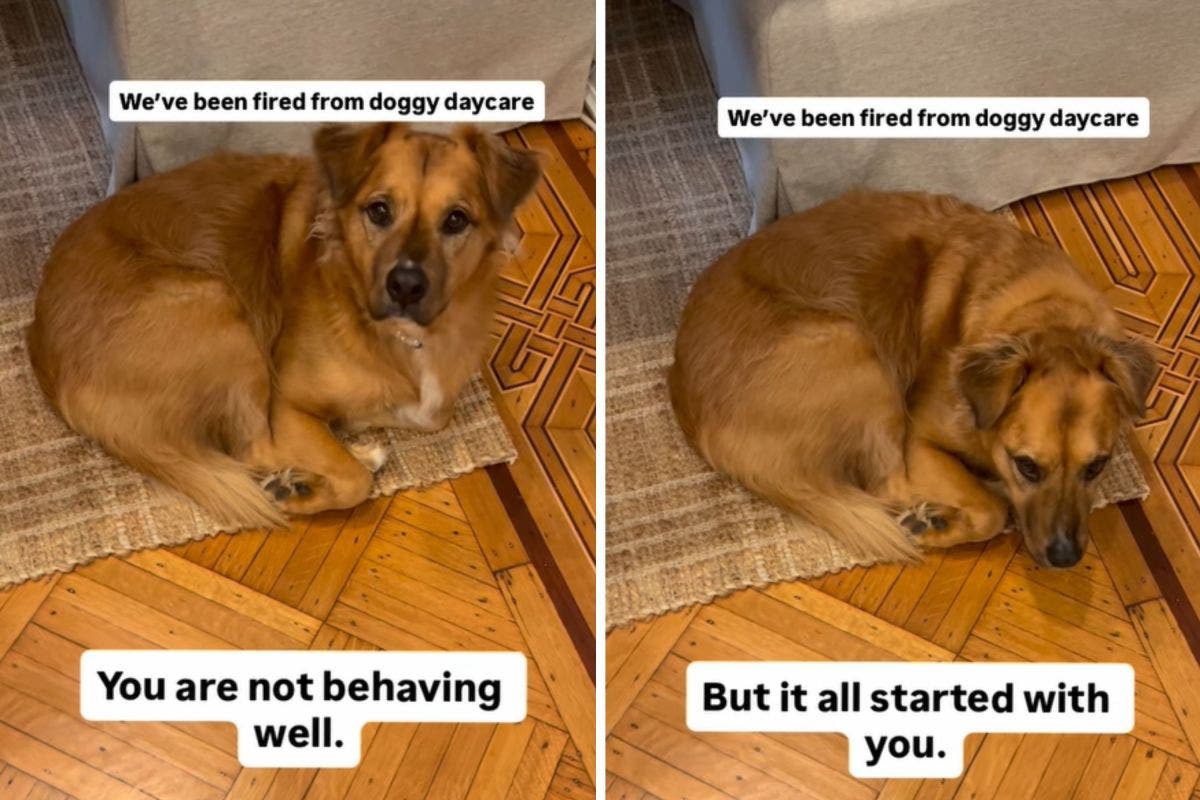 Owner Receives Call to Pick Dog Up From Daycare–Hysterics Over Reason Why