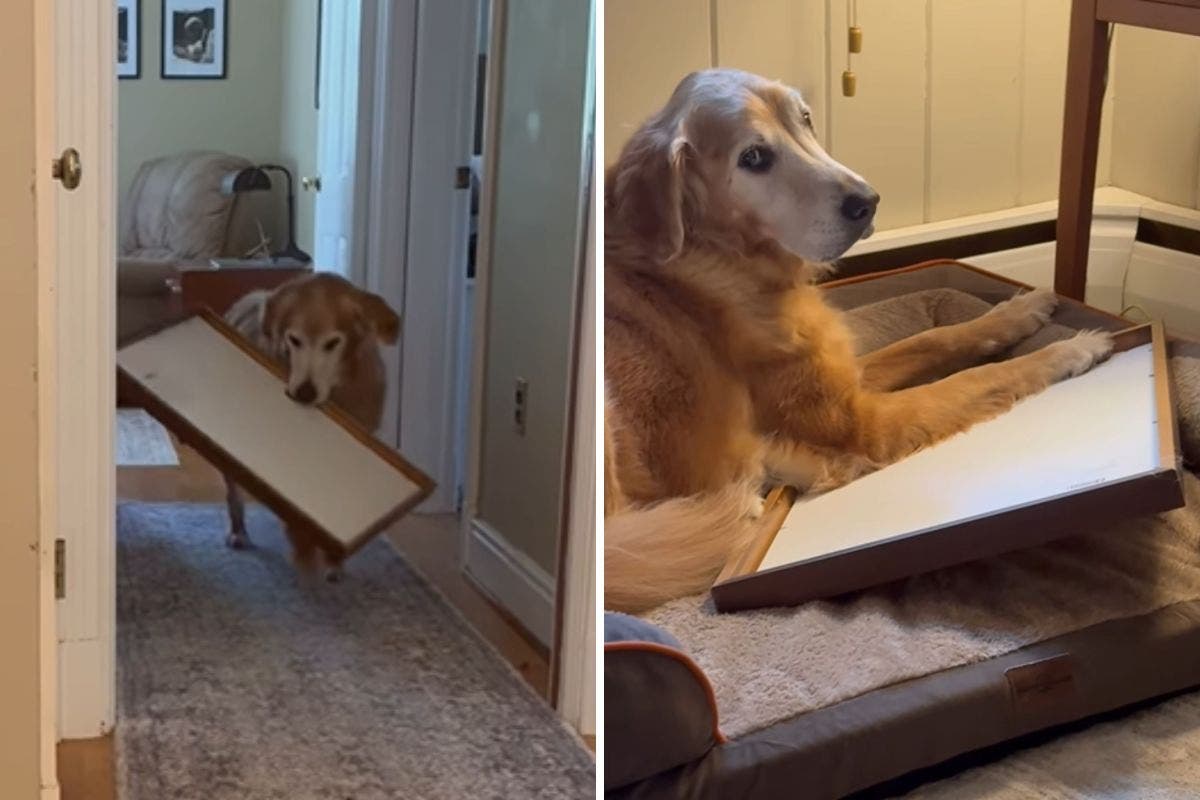 Owner Not Prepared for What Rescue Golden Retriever Snuggles Up With in Bed