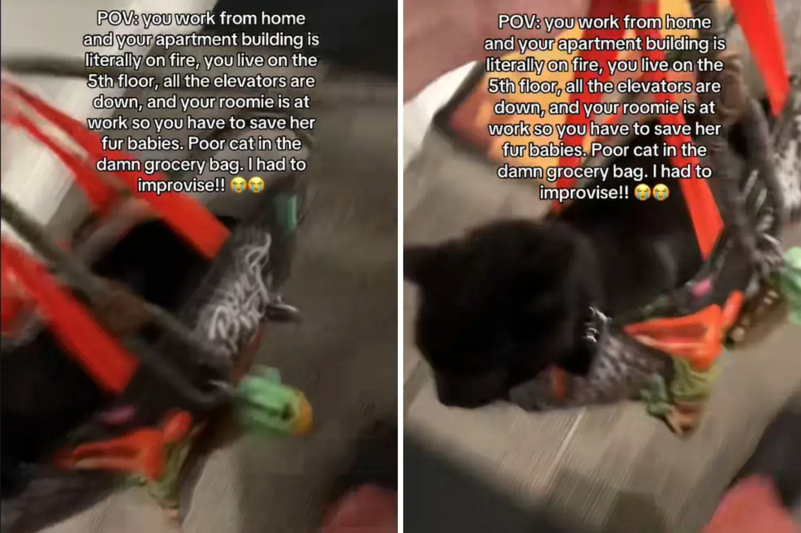 Man Improvises While Saving Roommate’s Pets After Fire Breaks Out