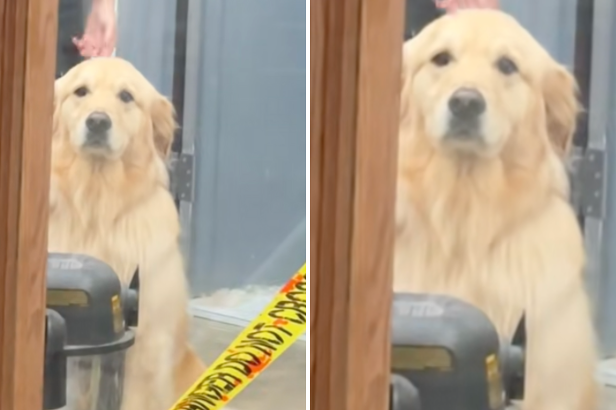 Golden Retriever Thinks Owner Is Leaving Him at Groomers- Tears at Reaction