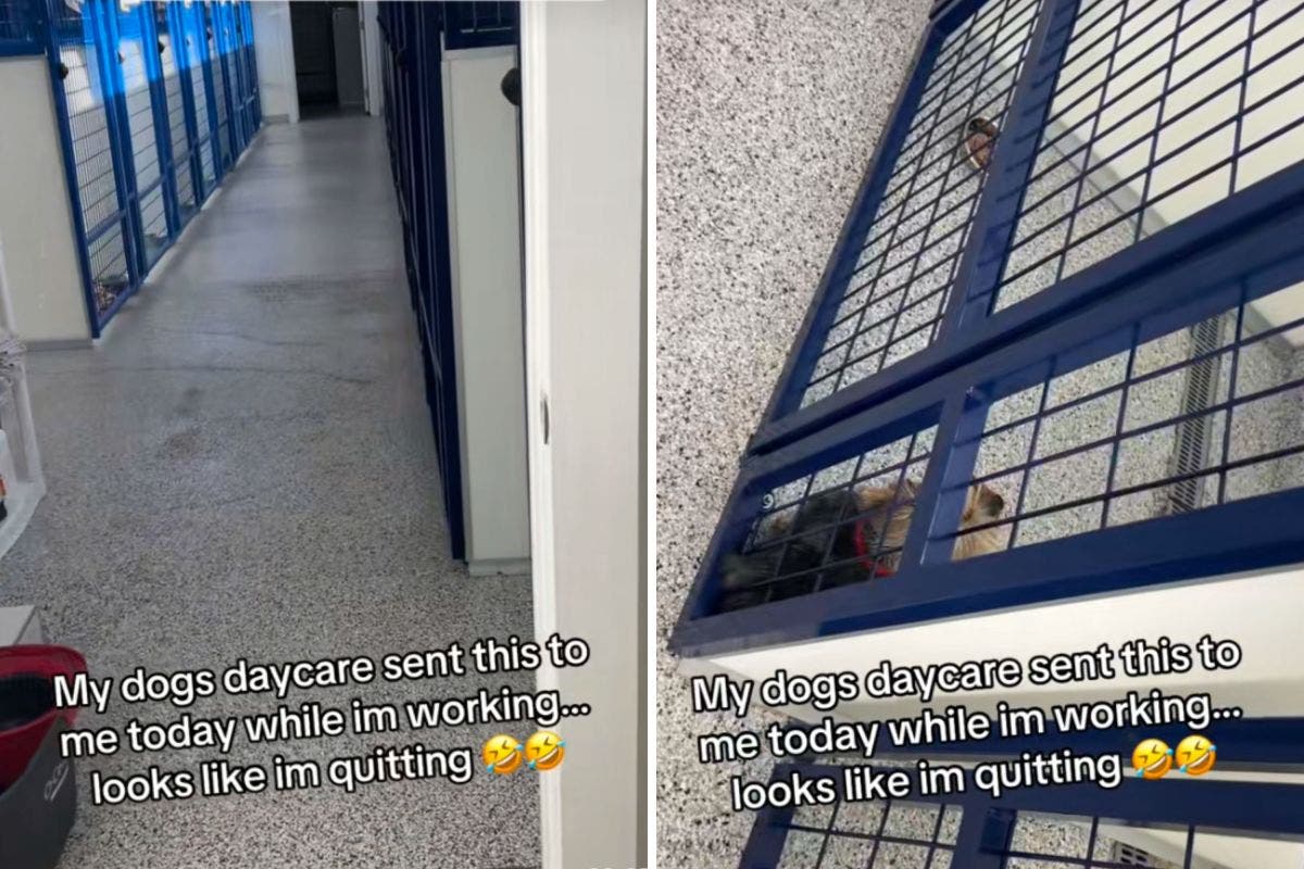 Owner Stunned By Daycare Video of Her Dog: 'I'm Quitting'