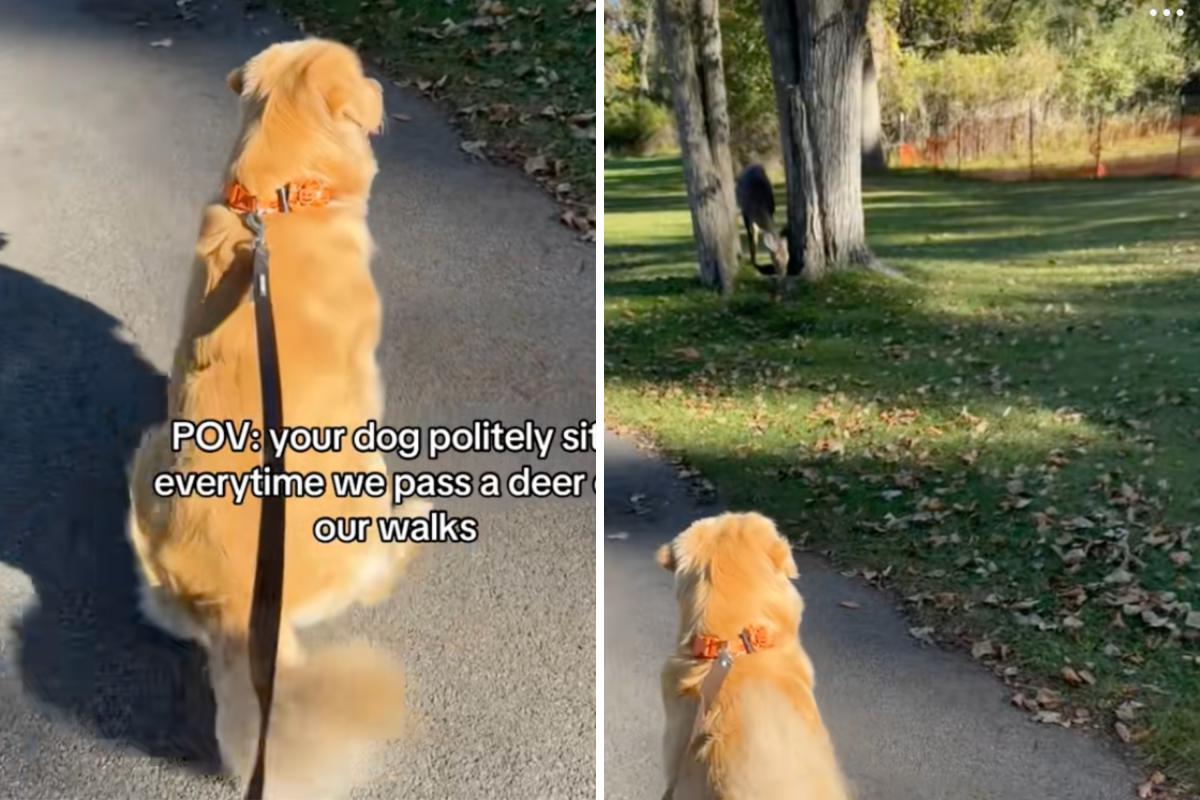 Golden Retriever Sees Deer on Walk, His Reaction Every Time Melts Hearts