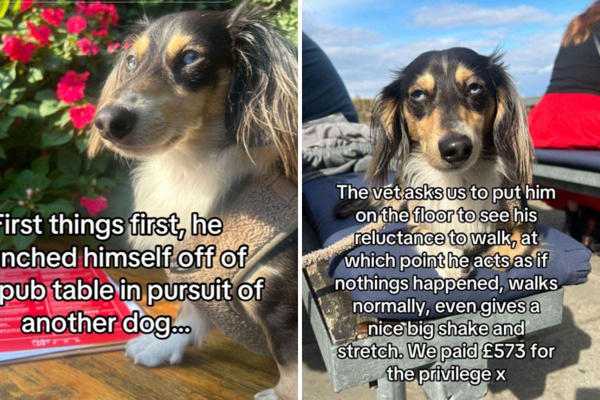 Owner Fears Dachshund Is Paralyzed—$769 Vet Visit Reveals Shock Diagnosis