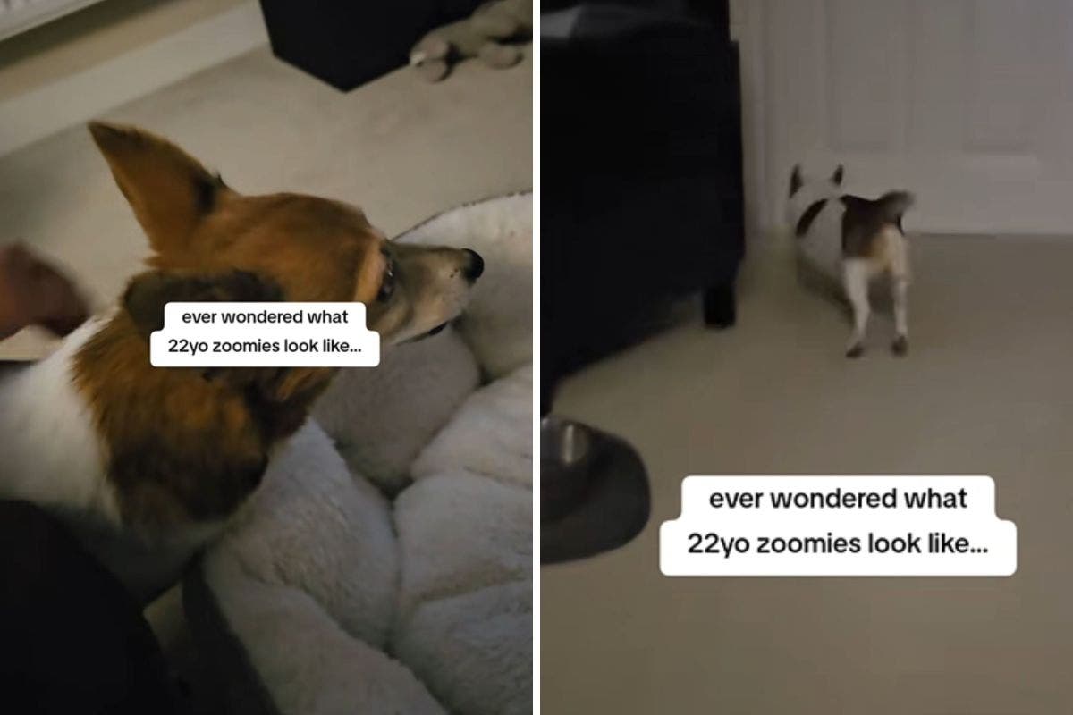 22-Year-Old Dog Gets Zoomies—Owner Says 'She Thinks She’s Unstoppable'
