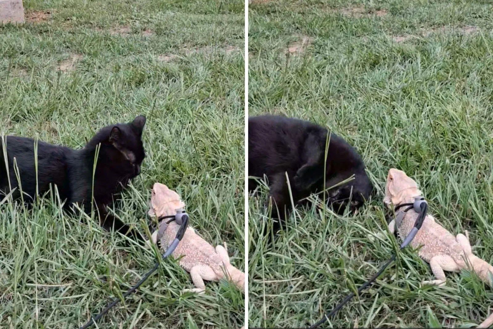 Rescue Cat Attempting to Befriend Bearded Dragon Wins Pet of the Week