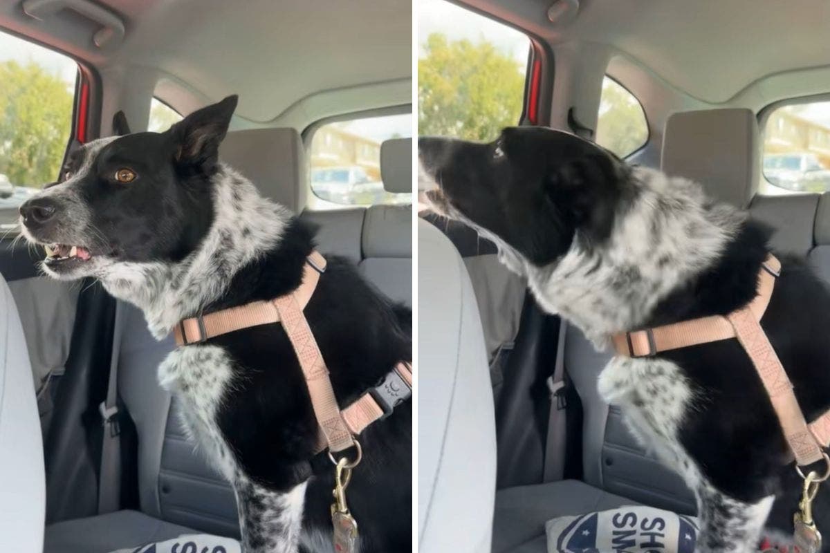 Dog Keeps Barking at Cat in Next Car—Then Owner Realizes the Truth