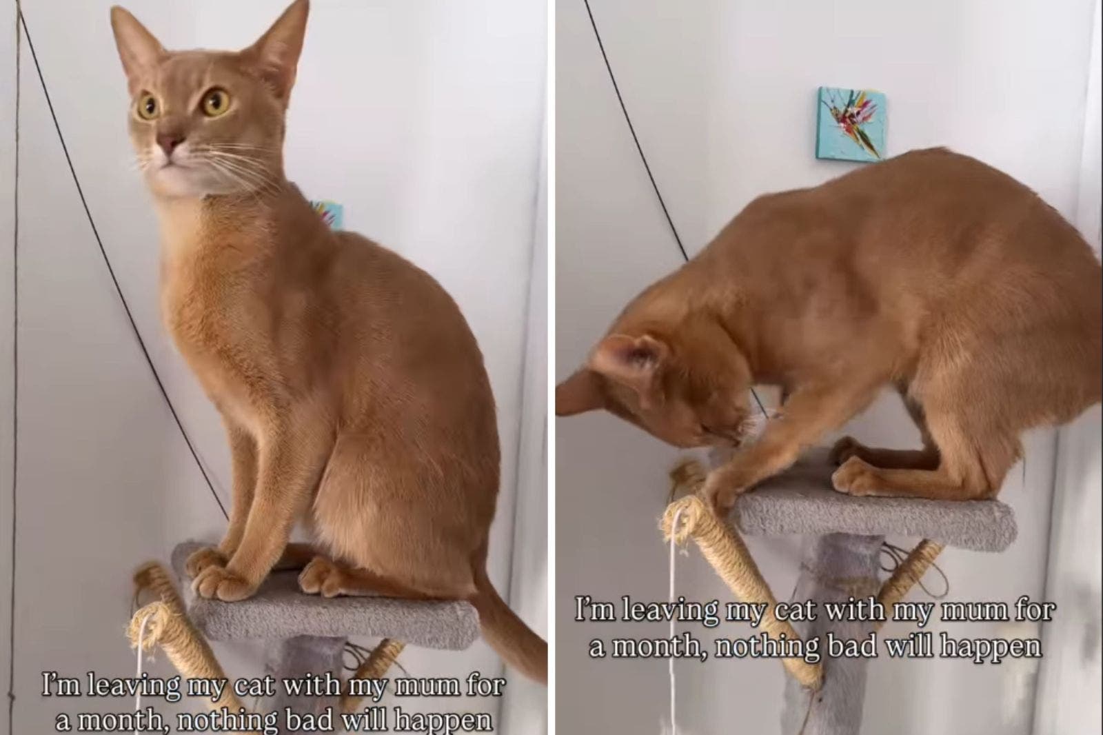 Gata Volta de um Mês Fora e Fica Chocada com o Que a Mãe Fez com o Seu Gato!